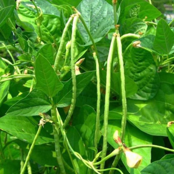 Hạt Giống Đậu Đũa F1