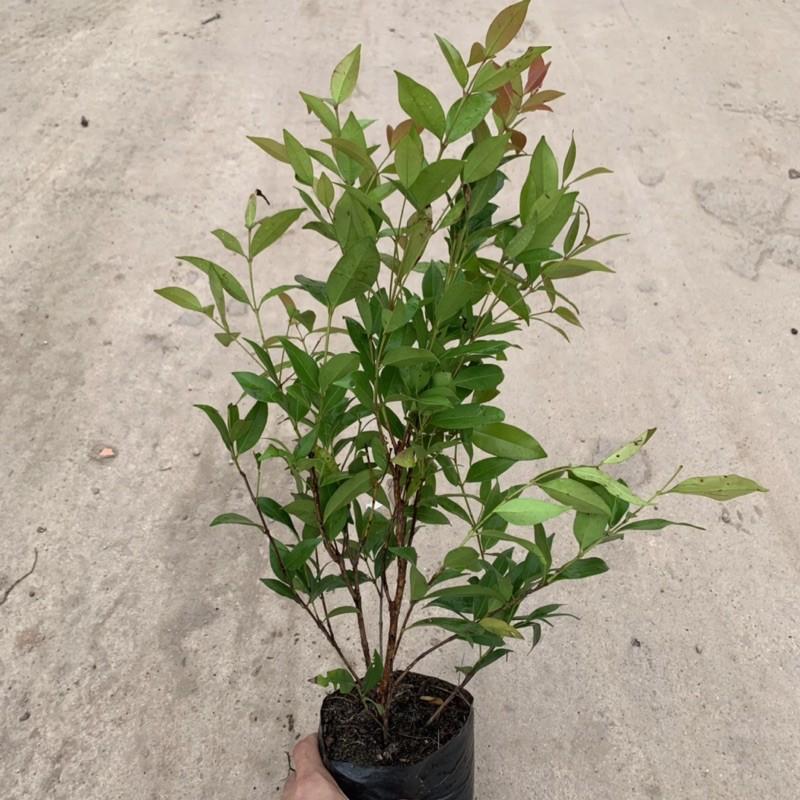 Cây hồng lộc cao 40cm, cây công trình sống lâu năm, dễ trồng và chăm sóc, phù hợp trang trí công viên và ven tường rào