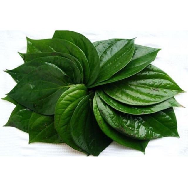 100 Lá Trầu Không Tươi Nhà Trồng
