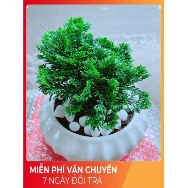 Chậu Tùng Trắc