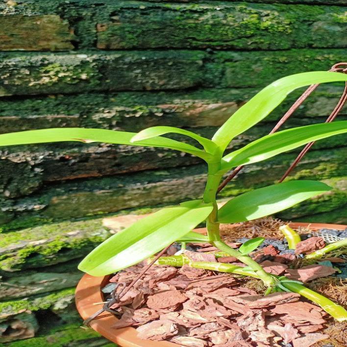 Hoa lan phi điệp-5ct lâm xung+ 700g phân thỏ hữu cơ