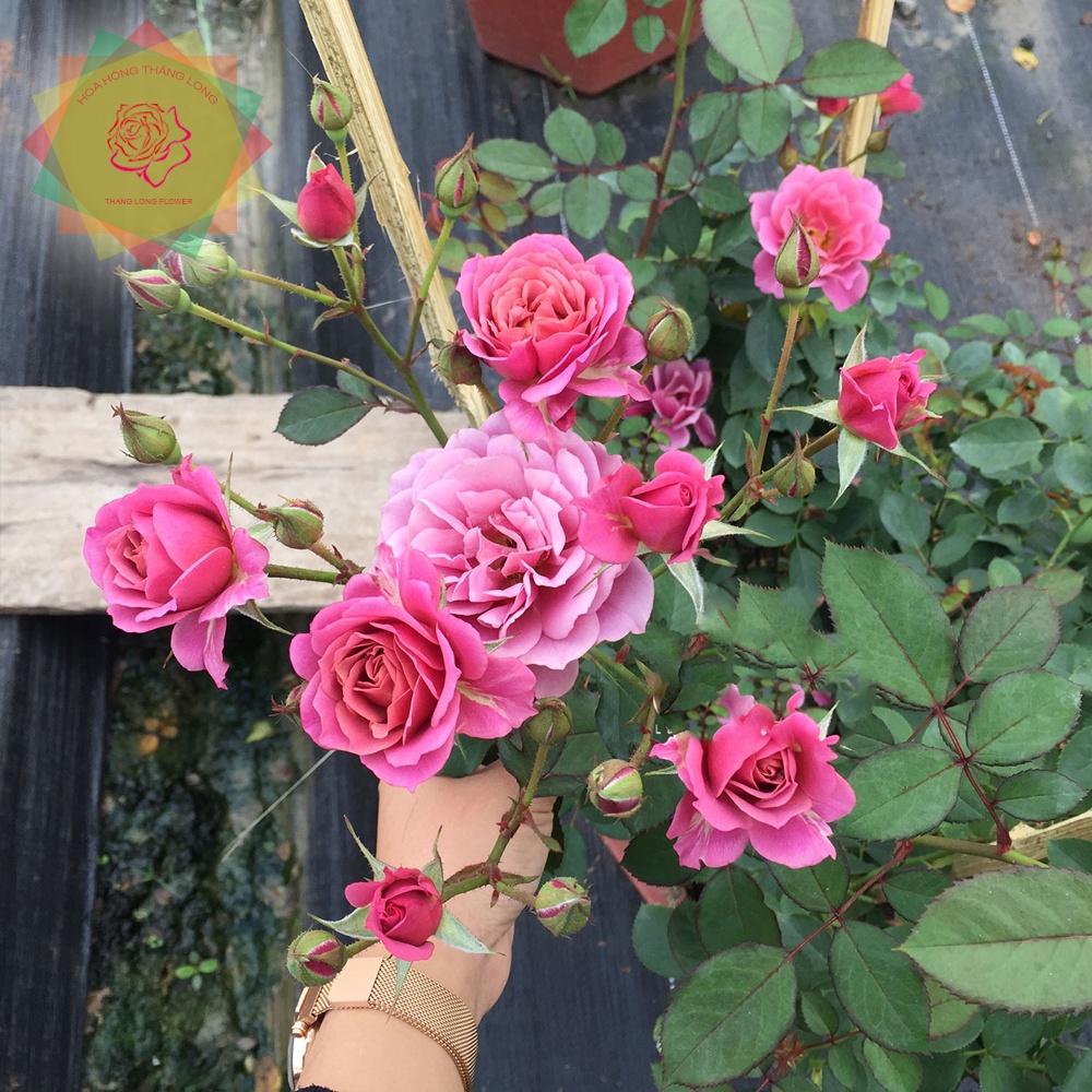 Cây hoa hồng ngoại AOI Nhật  cực sai hoa -bầu to lớn, cây trưởng thành trưởng thành