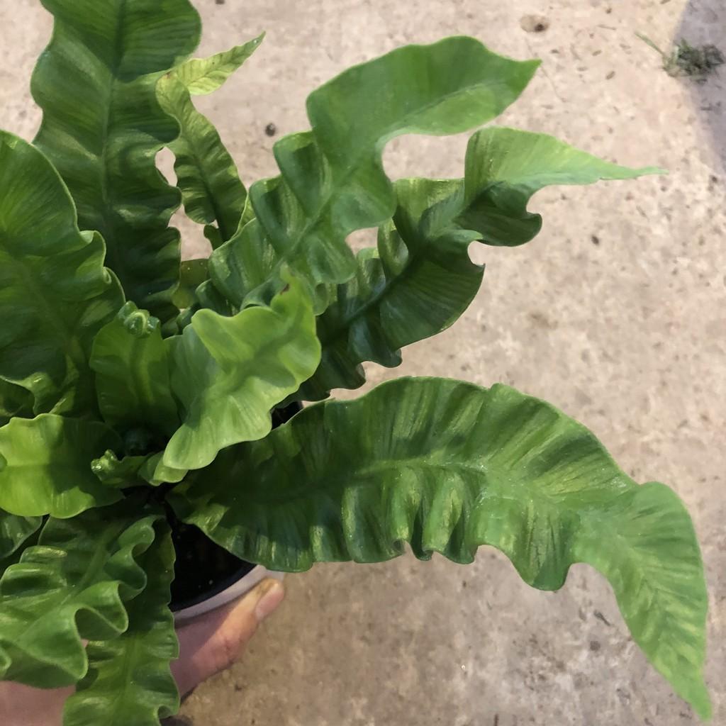 Cây tổ yến để bàn, chiều cao cây 20-25cm lá uốn xoăn cực bắt mắt sức sống cực tốt, thích hợp trang trí nội thất