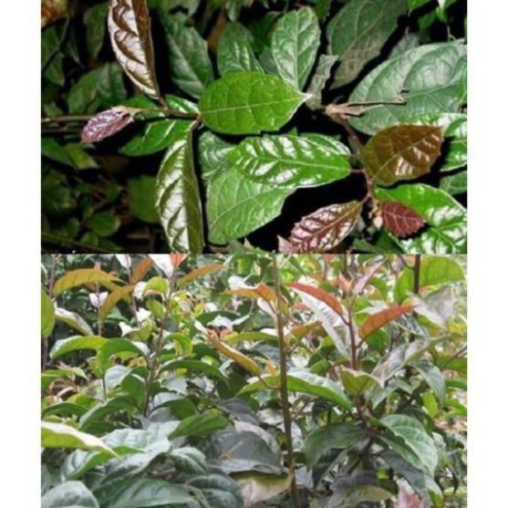 Cây xạ đen, thuần dược cây quý
