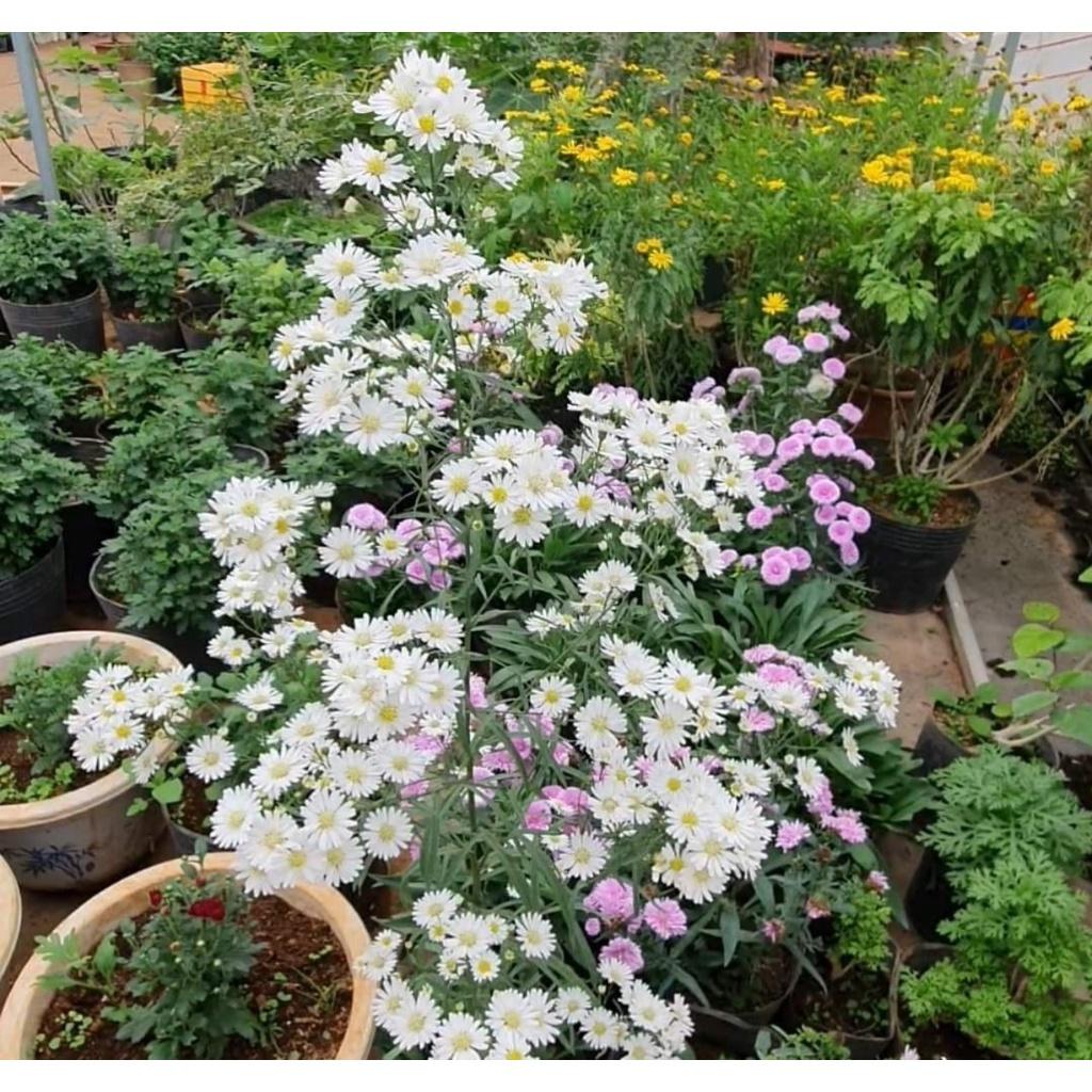 Hoa thạch thảo trắng kép lùn siêu hoa-bầu cây to đẹp đang nụ hoặc hoa
