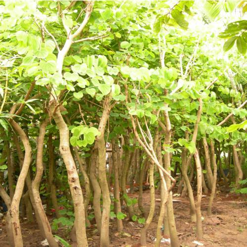 COMBO 2 CÂY GIỐNG HOA BAN TÍM SIÊU ĐẸP