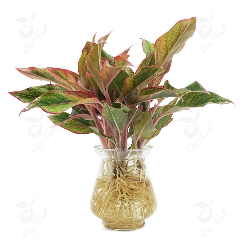 CÂY PHÚ QUÝ ĐỎ-MANG LẠI PHÚ QUÝ-MAY MẮN CHO GIA CHỦ