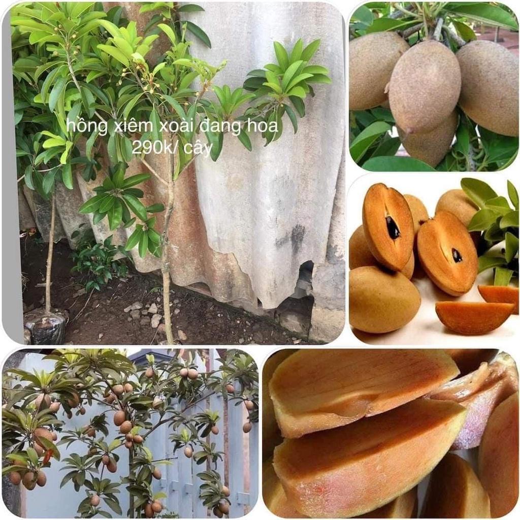 CÂY GIỐNG HỒNG XIÊM TRỒNG CHẬU .