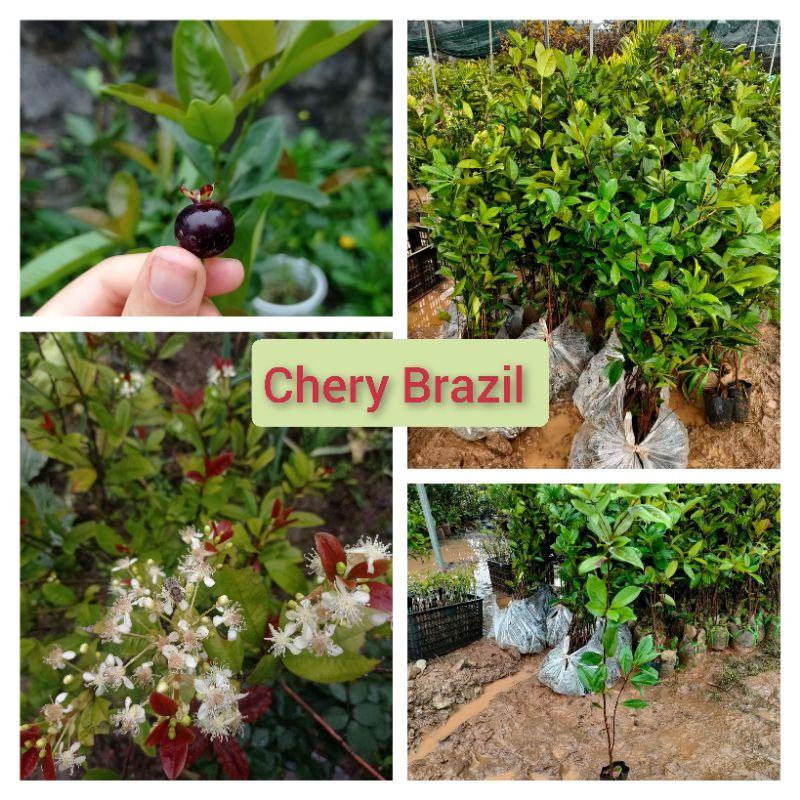 Chery Brazil chịu nhiệt, phù hợp khí hậu nhiệt đới Việt Nam