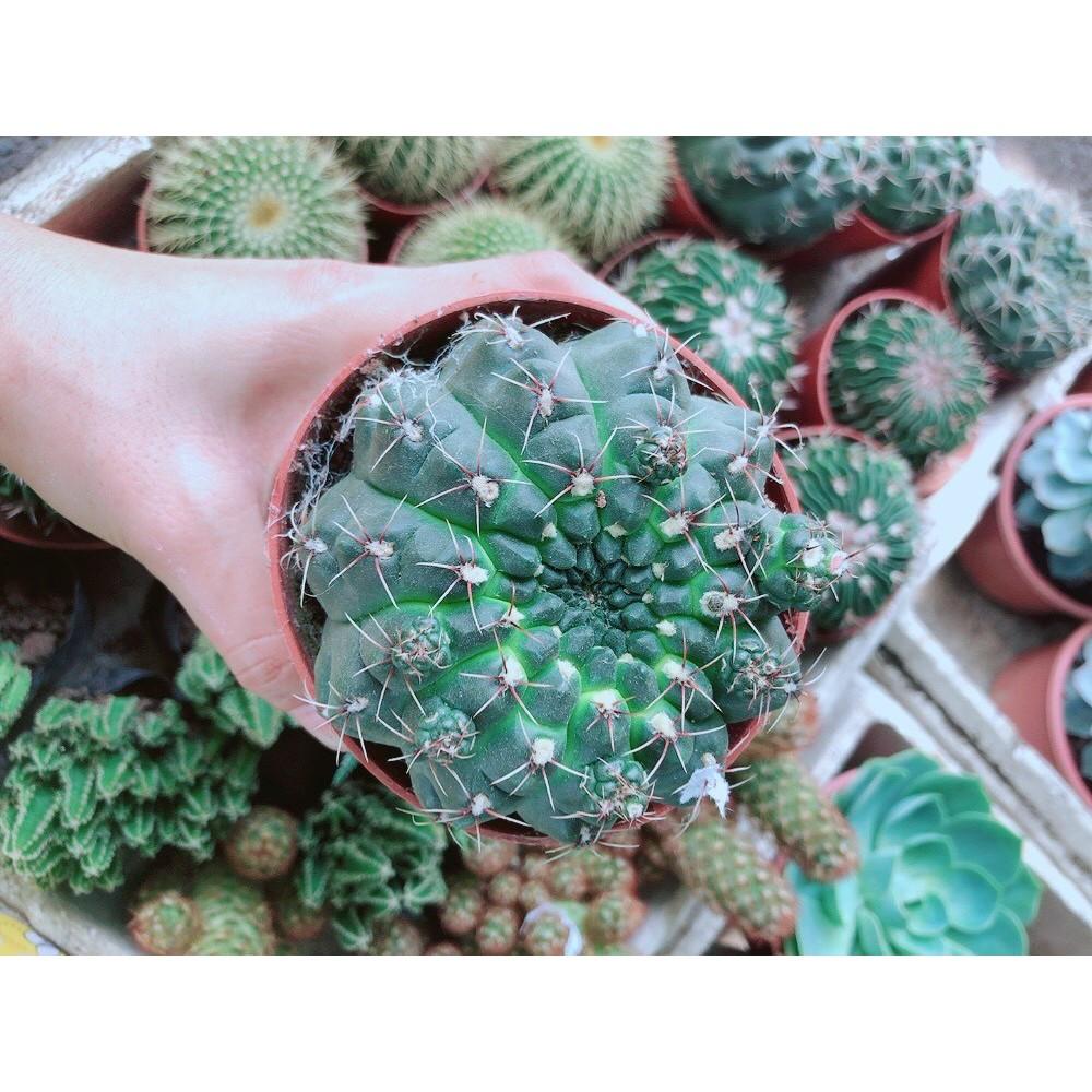 Chậu Xương Rồng Thần Long size đại Bán Chạy