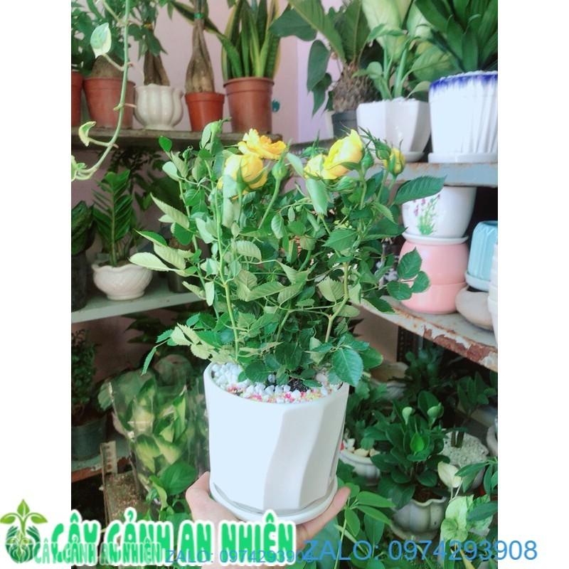 Chậu Cây Hoa Hồng Màu Vàng