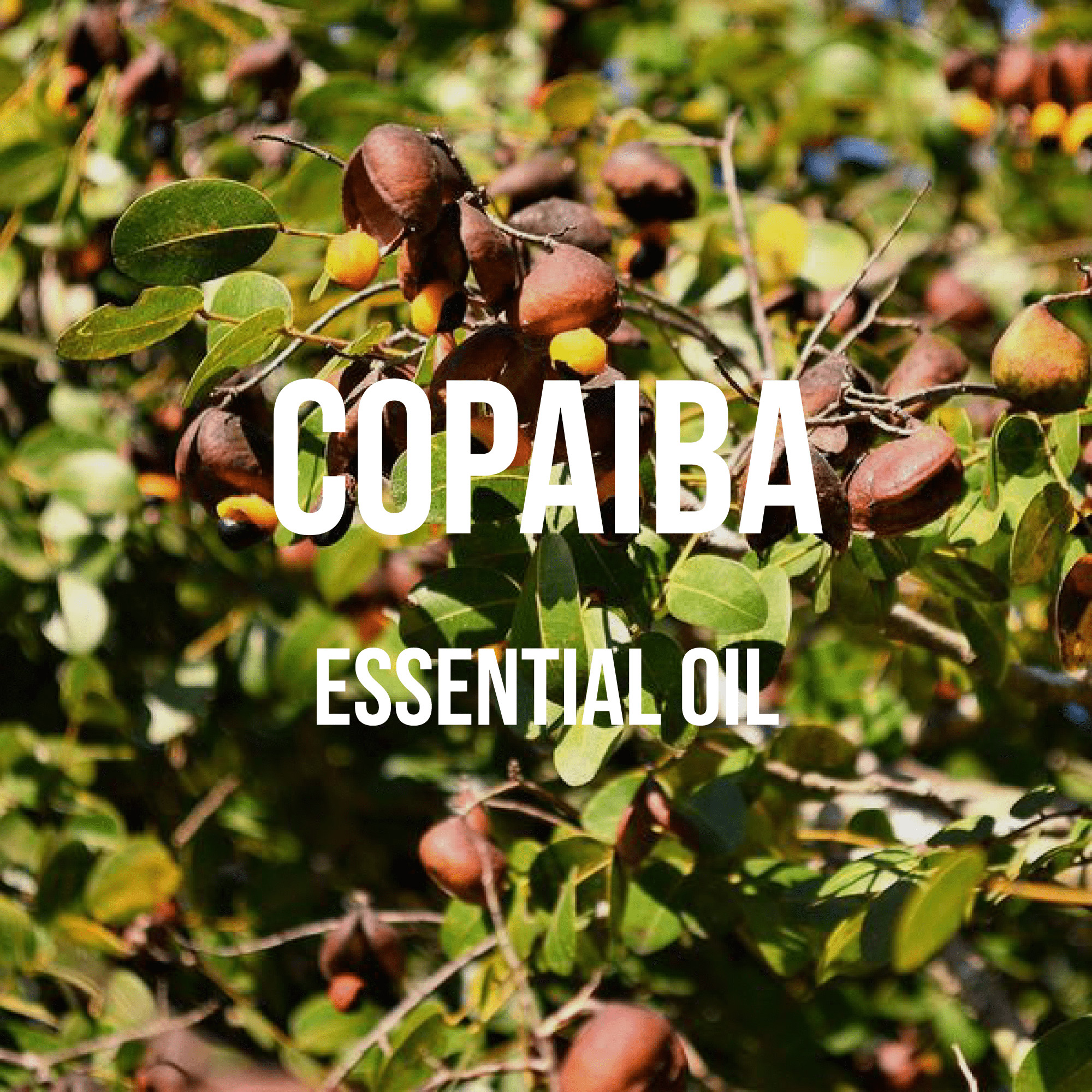 Tinh Dầu Nhựa Copaiba - Copaiba Balsam Essential Oil 10ml - Hoa Thơm Cỏ Lạ