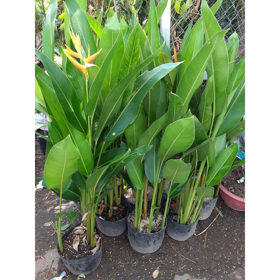 HOA THIÊN ĐIỂU , HOA ĐẸP- bầu cây to đẹp