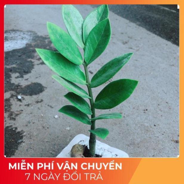 Chậu Kim Tiền Thái