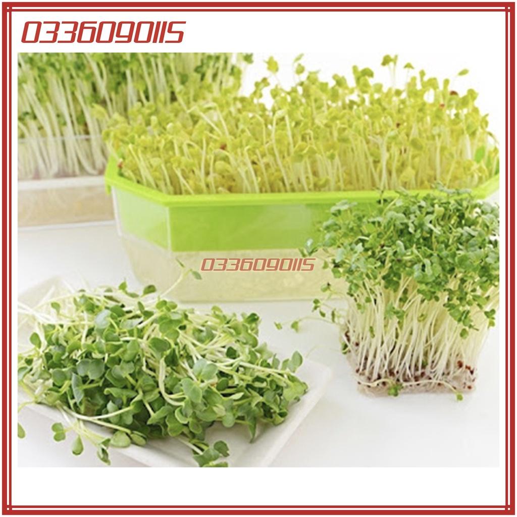 Bộ 3 Gói 50g Hạt rau mầm củ cải Xanh - hạt mầm loại 1 chất lượng