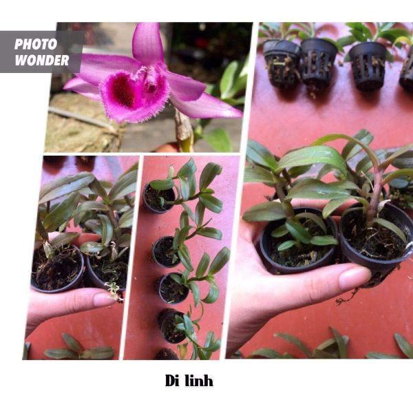 Combo 10 loại lan giống lôn xôn max đẹp