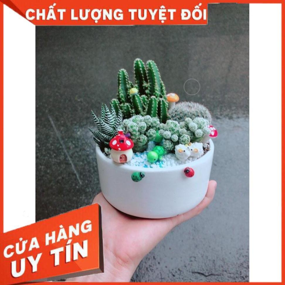 Chậu xương rồng tiểu cảnh Nhiều Người Mua