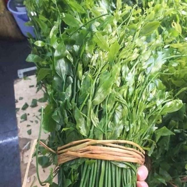 Cây rau ngót rừng cao 15-20 cm