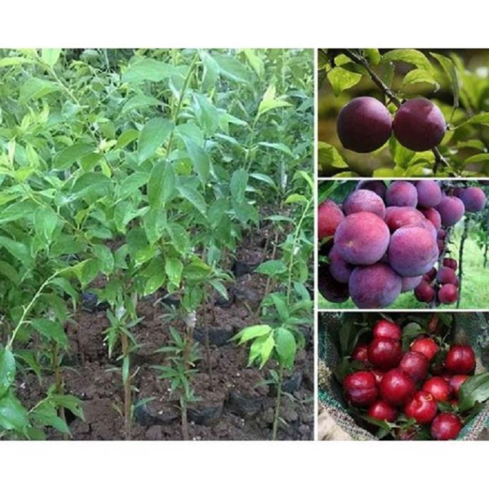 CÂY GIỐNG MẬN TÍM CHÍN SỚM BẮC HÀ SIÊU NGON SIÊU QUẢ
