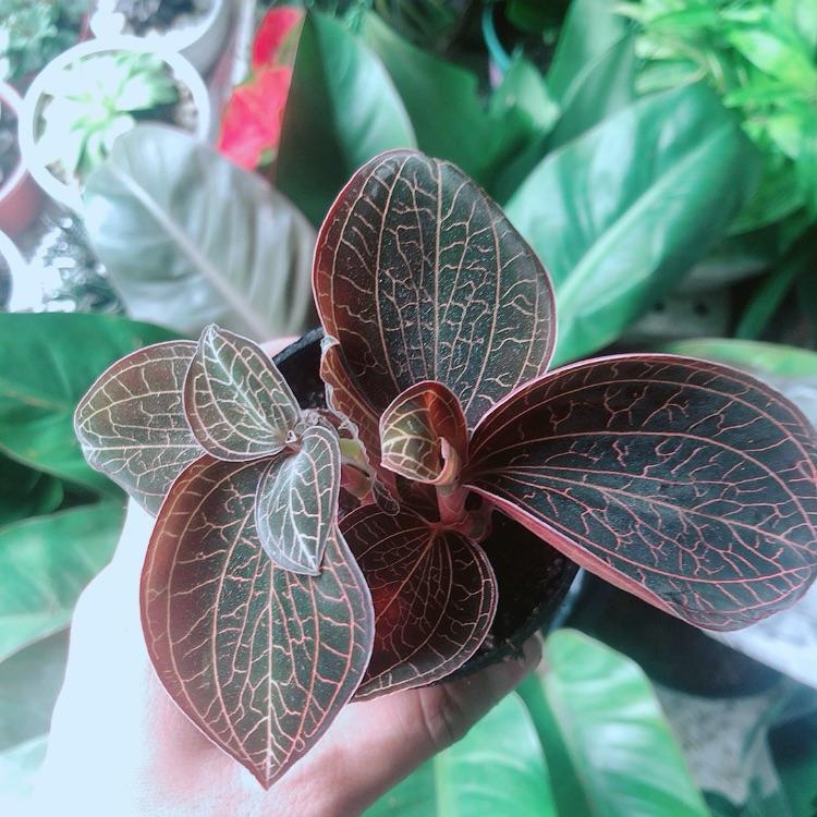 Cây Cau Kiểng Mini