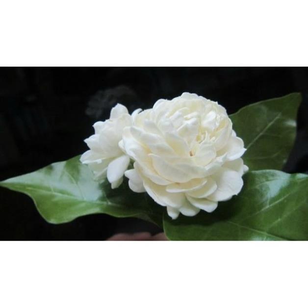 BẦU CÂY GIỐNG Hoa bạch thiên hương-nguyên bầu cây giống + Tặng 01 cây dâu da đất
