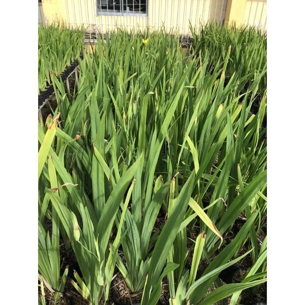 Cây xạ can/ Lan dẻ quạt