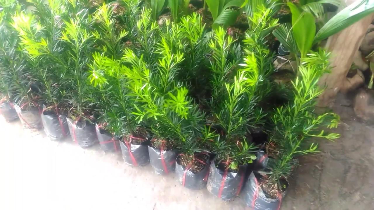 Cây TÙNG LA HÁN giống, cây cao 30-40 cm, bầu lớn, cây khỏe xanh, CÁCH TẠO THẾ BONSAI