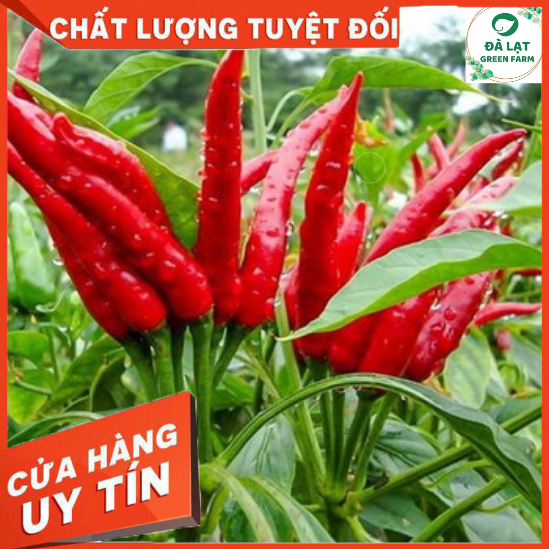 30H - HẠT GIỐNG ỚT HIỂM