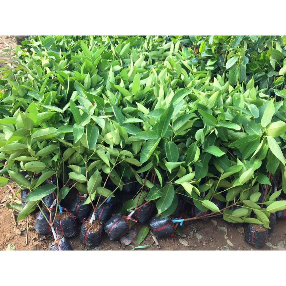 Sản phẩm ROI ĐỎ THÁI KHÔNG HẠT
