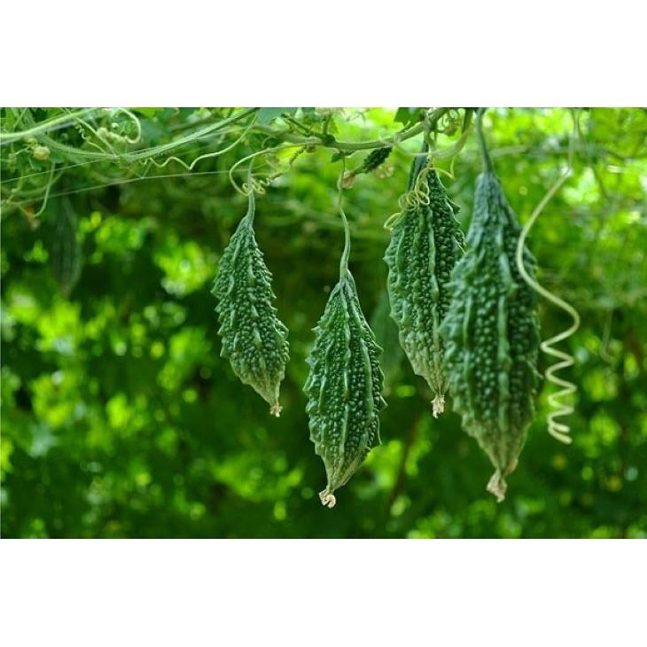 Khổ qua rừng nguyên trái hút chân không giảm mỡ máu hiệu quả
