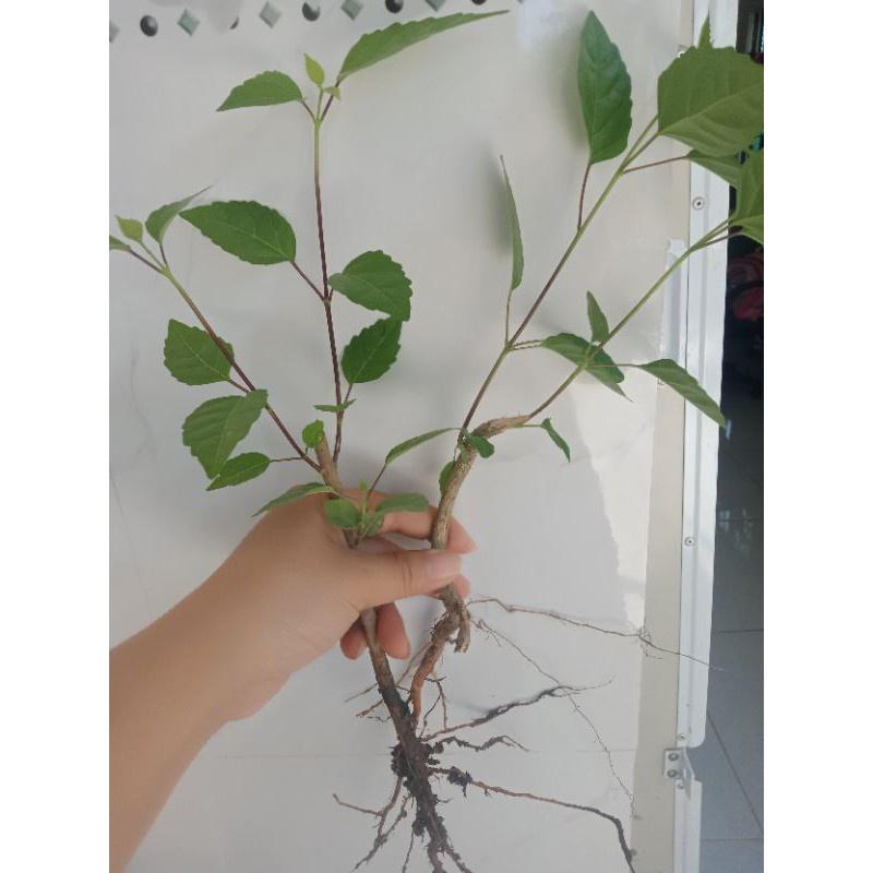 Cây giống vọng cách