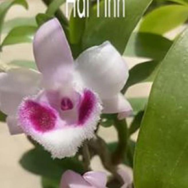 Hoa lan phi điệp - bầu cánh mai ki mập khỏe ấm chậu