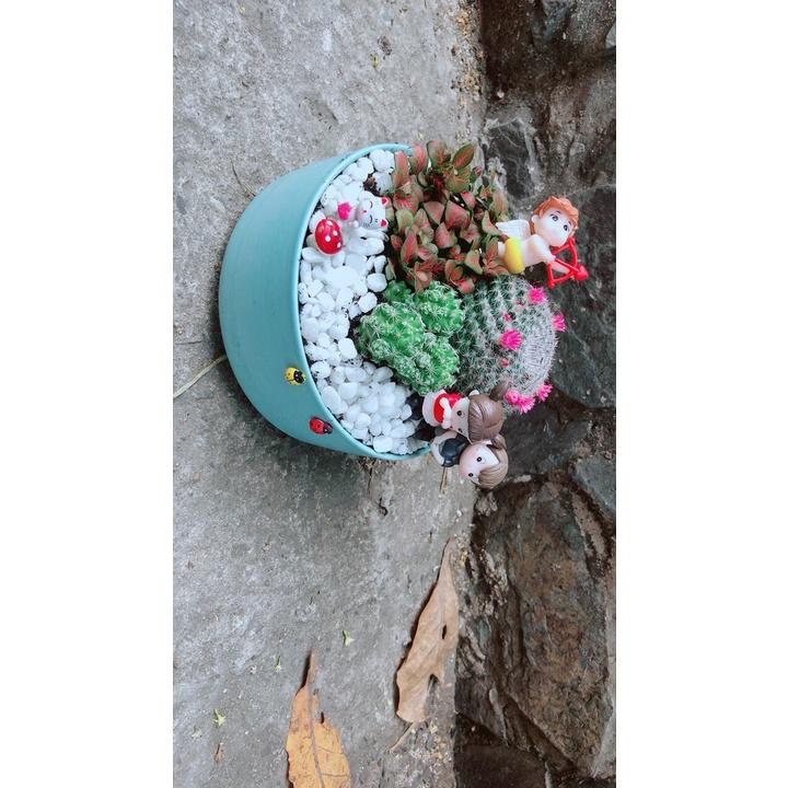 Chậu Cây Xương Rồng Tiểu Cảnh