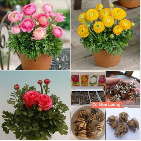 Combo 3 củ hoa hồng mao lương 3 màu