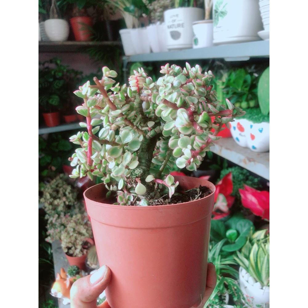 Cành Vàng Lá Ngọc Thân Cổ Thụ