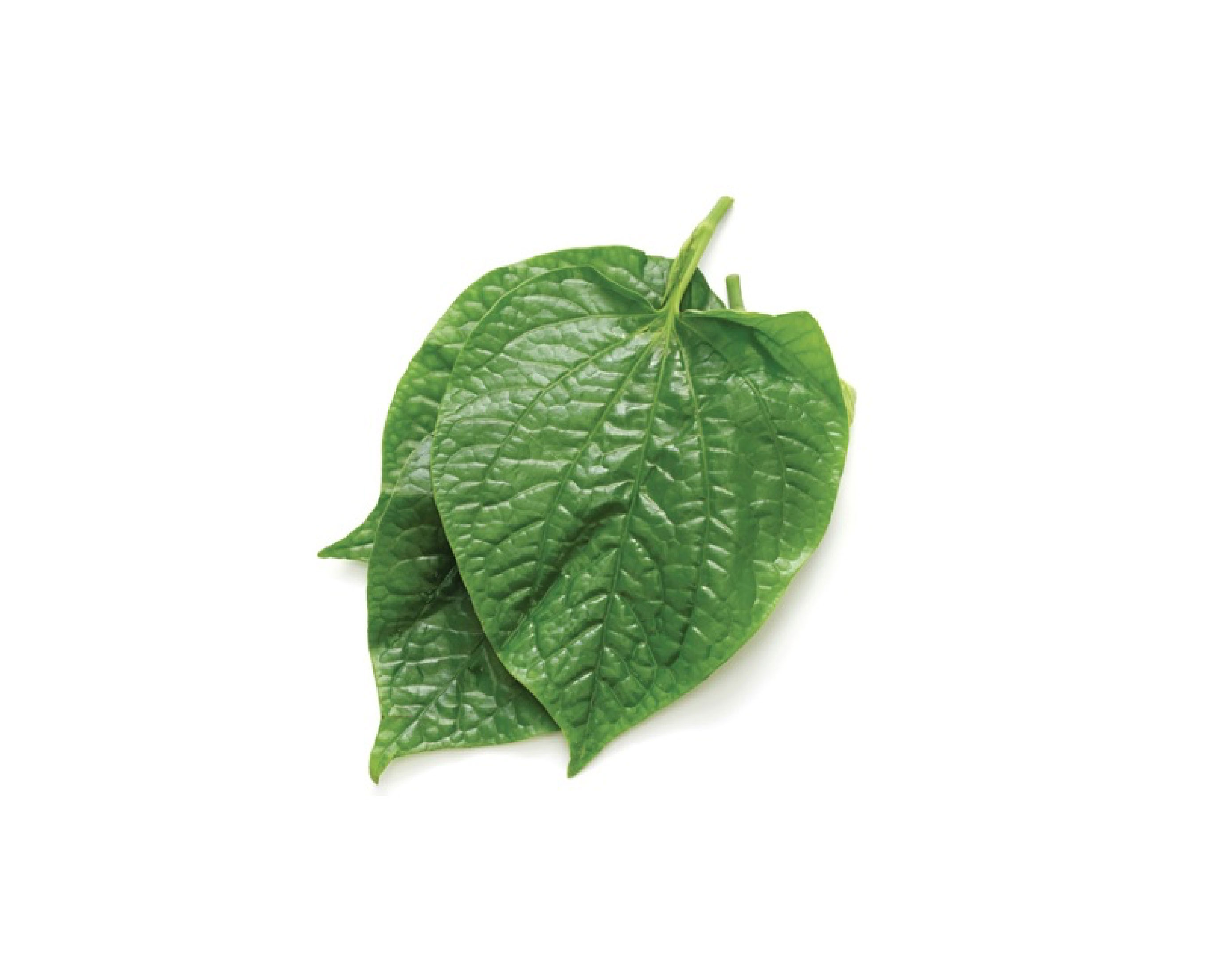 Lá Lốt