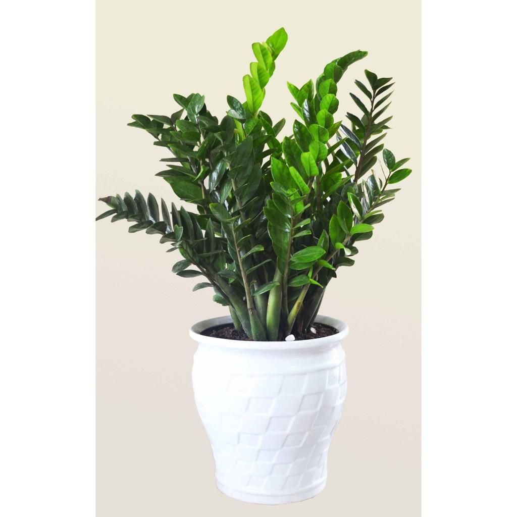 Cây Kim Tiền GỬI ĐI NGUYÊN CHẬU - CCKT