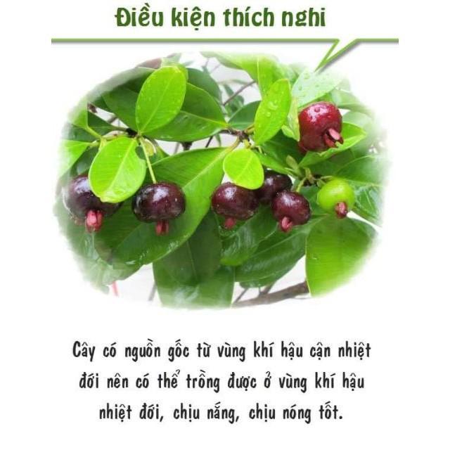 Sản phẩm CÂY GIỐNG CHERRY MỸ ĐỎ