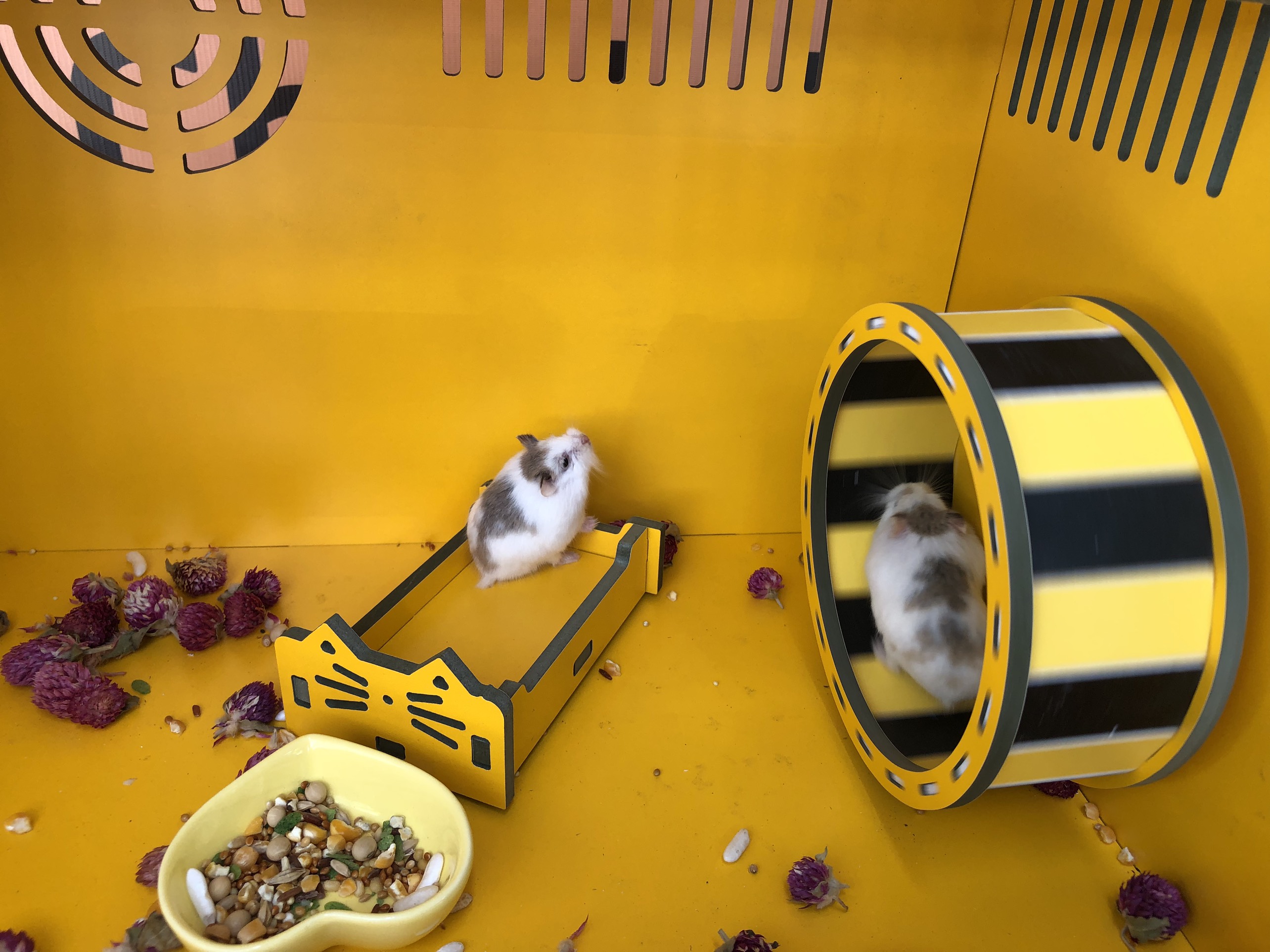 MO207H- Giường Ngủ Miumiu Gỗ Công Nghiệp Màu Vàng- Nhà Ngủ Cho Hamster – MadebyNobipet