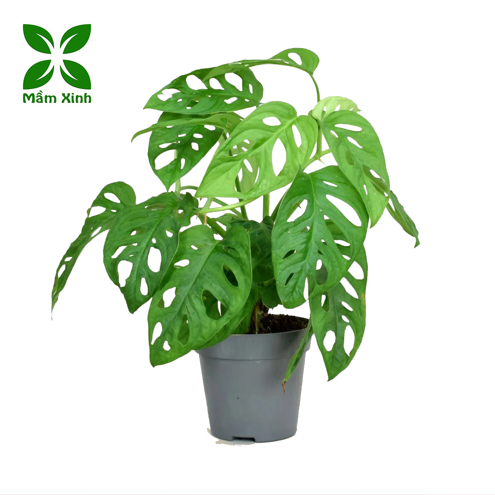 Cây Trầu Bà Lỗ Monstera Mini Để Bàn – Cây Cảnh Nội Thất Xanh Mát, Dễ Chăm, Trang Trí Nhà Cửa