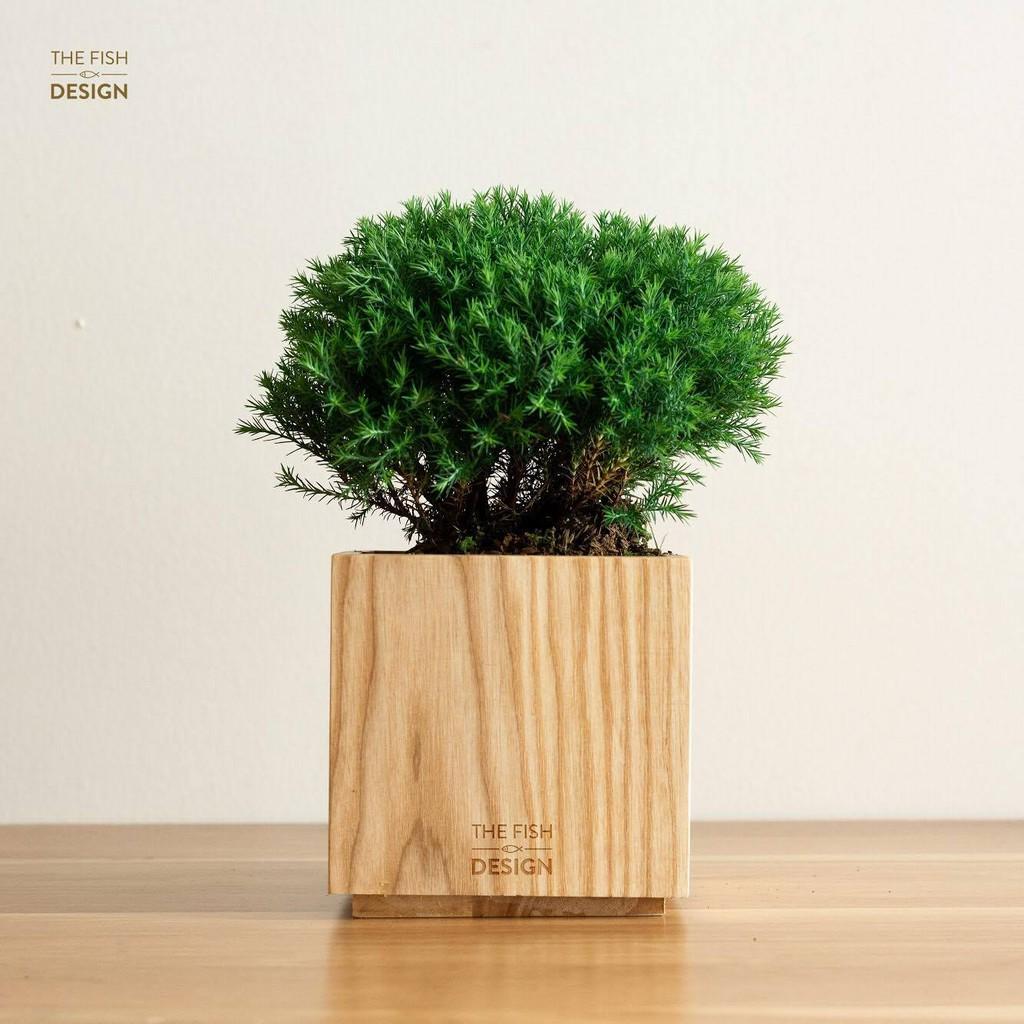 Chậu cây tùng bồng lai hợp với những người thuộc mệnh Kim, Hỏa và Mộc, giúp xua đuổi tà khí, vượng dương khí mang lại bình an và may mắn | size L | The Fish Design
