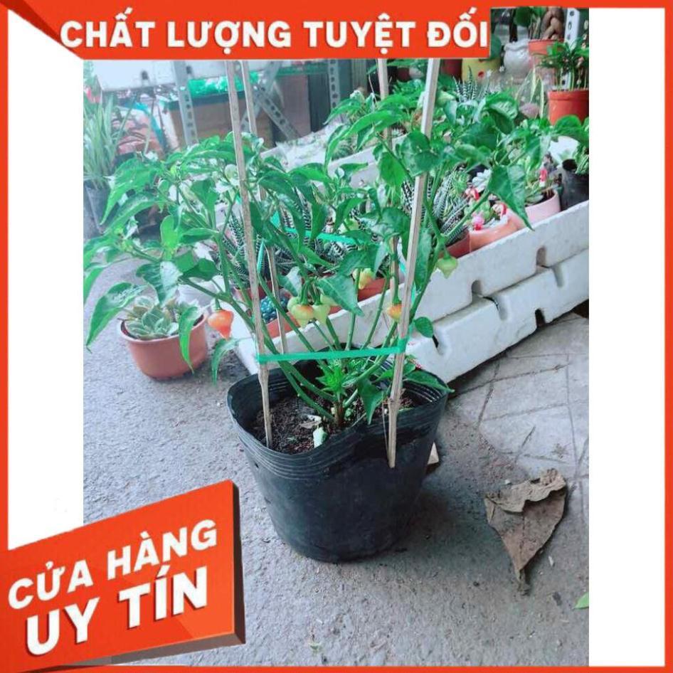 Chậu Ớt Kiểng Nhiều Người Mua