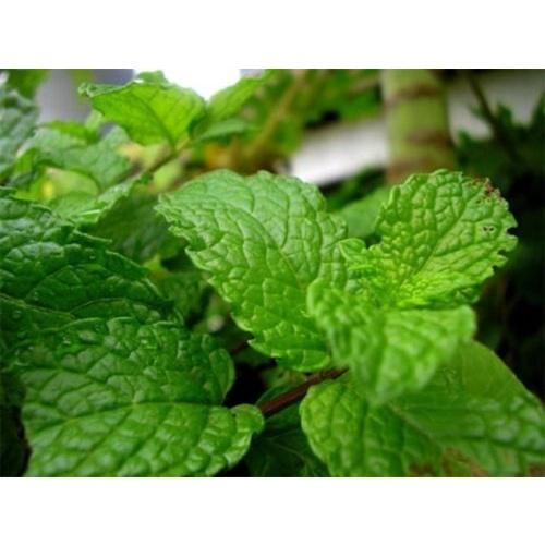 RAU HÚNG LỦI, RAU BẠC HÀ - BẦU CÂY GIỐNG