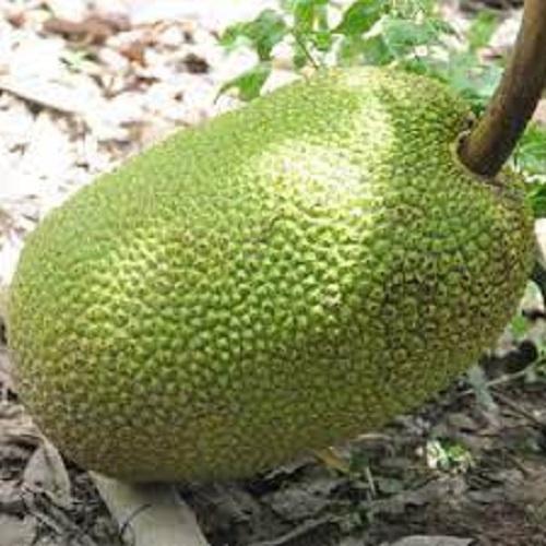 CÂY GIỐNG MÍT THÁI SIÊU SỚM SIÊU NGỌT.CAM KẾT GIỐNG CHUẨN, BẢO HÀNH CHUẨN