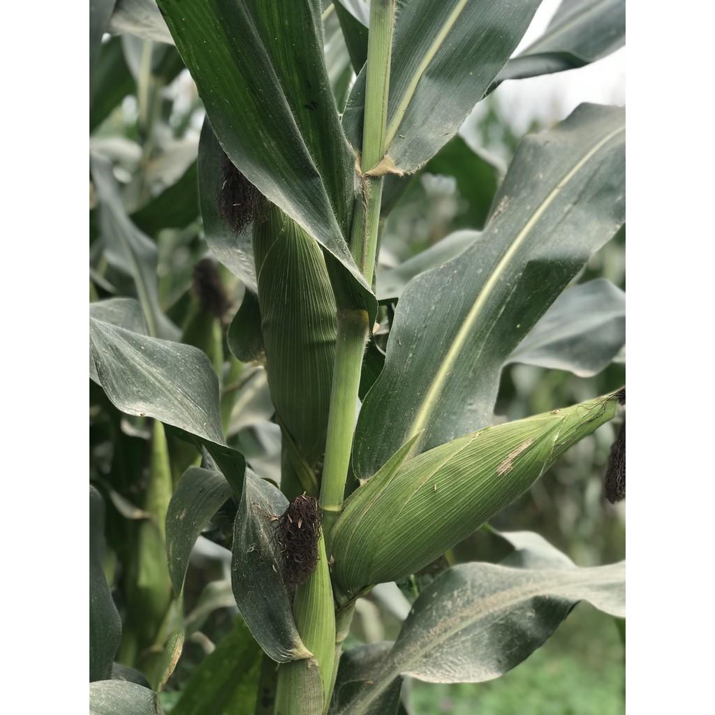 Hạt giống ngô lai F1 MK399 1kg