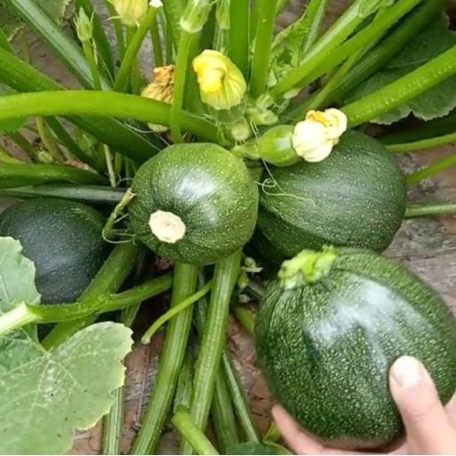 Gói 10 Hạt giống bí ngồi tròn siêu quả