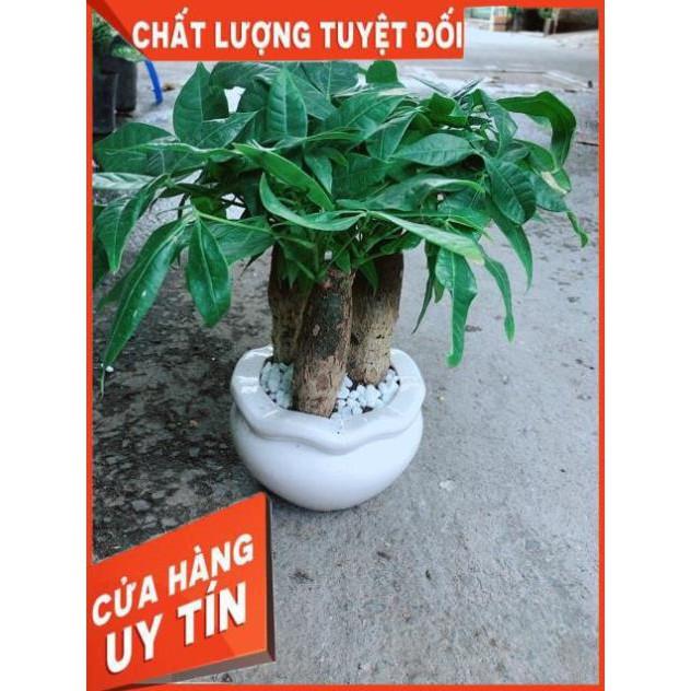 Chậu Kim Ngân 3 Thân