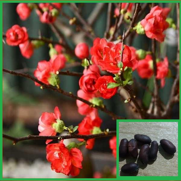 Hạt giống hoa mai trung quốc hoa màu đỏ -