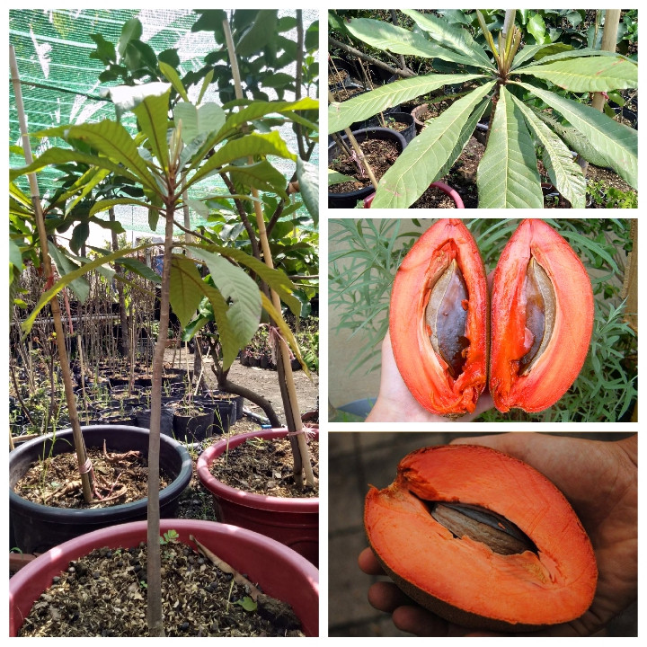 Cây Hồng Xiêm Ruột Đỏ Khổng LỒ Cây Cao 1 mét
