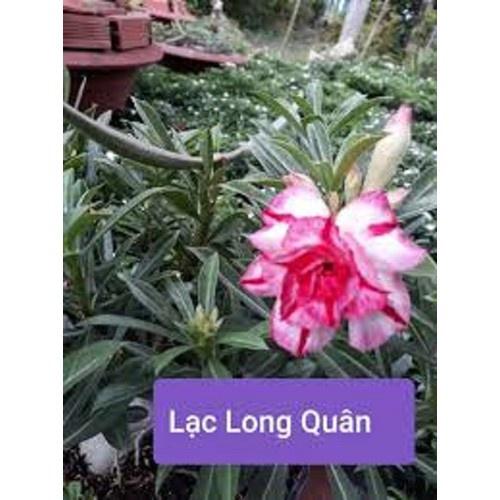 CÂY HOA SỨ THÁI CÁNH KÉP " LẠC LONG QUÂN " - BẢO HÀNH MẶT HOA KÉP Y ẢNH - CHSTLLLQ0202